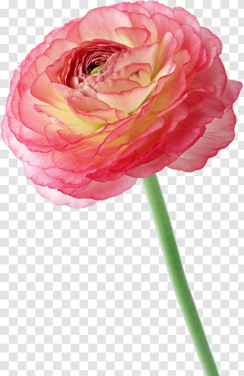 Photography Flower Albom - Garden Roses - Peony Transparent PNG