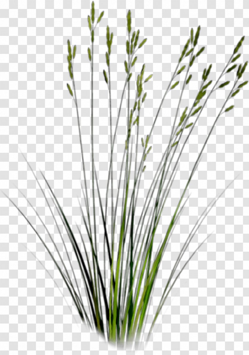 Desktop Wallpaper Image Download Copyright - Logo - Sweet Grass Transparent PNG