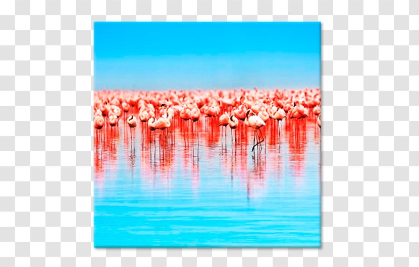 Greater Flamingo Picture Frames Canvas Blejtram Tableau - City Of Hobart Transparent PNG