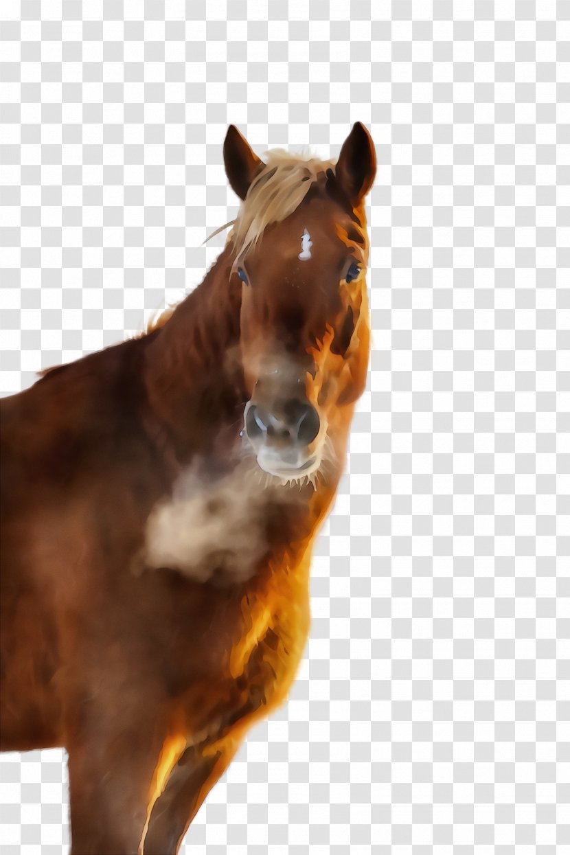 Horse Sorrel Mustang Brown Mare - Animal Figure Mane Transparent PNG