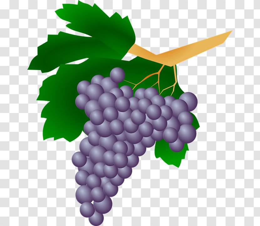 Common Grape Vine Wine Raisin Clip Art - Grapevines - Painted A Bunch Of Grapes Transparent PNG