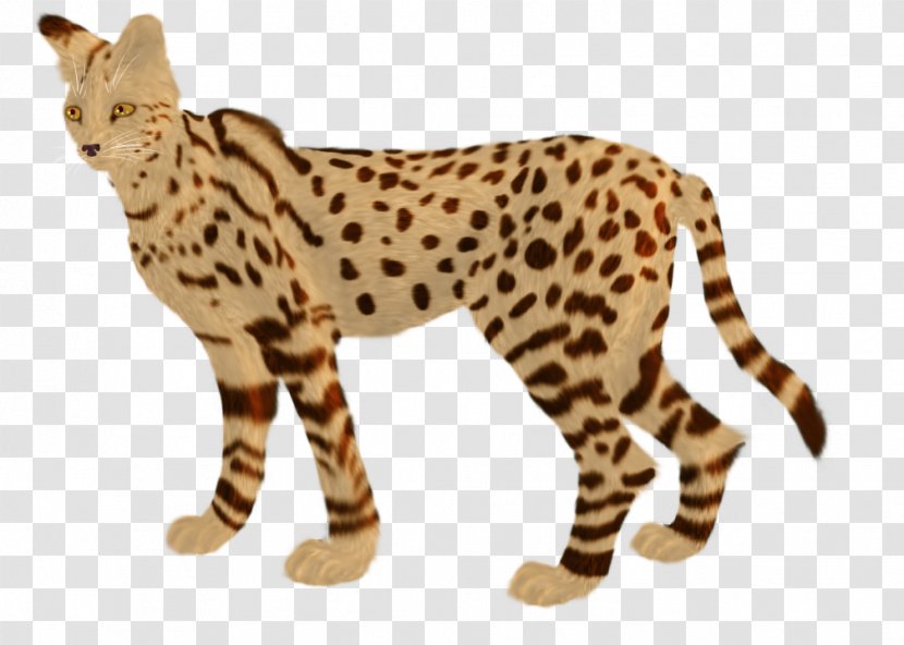 Whiskers Cheetah Leopard Ocelot Wildcat - Small To Medium Sized Cats Transparent PNG