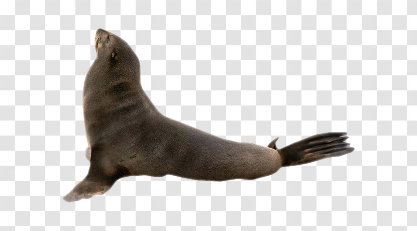 Sea Lion Earless Seal Harbor Marine Mammal Penguin - Wildlife - Lions Transparent PNG