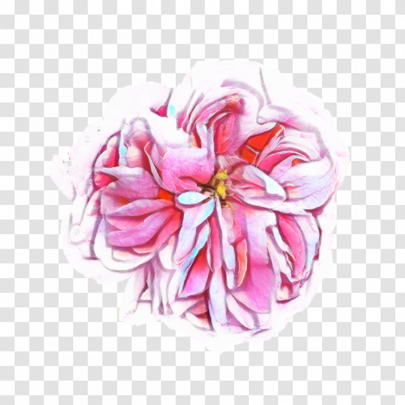 Pink Flower Cartoon - Damask Rose - Plant Transparent PNG