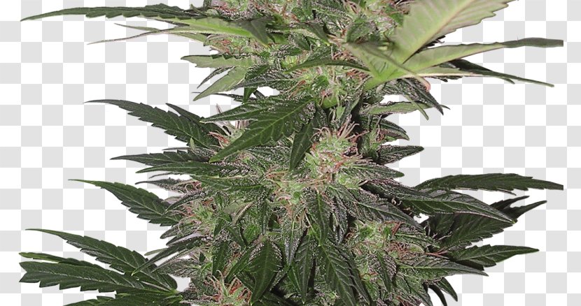 Autoflowering Cannabis Skunk Seed Kush Transparent PNG