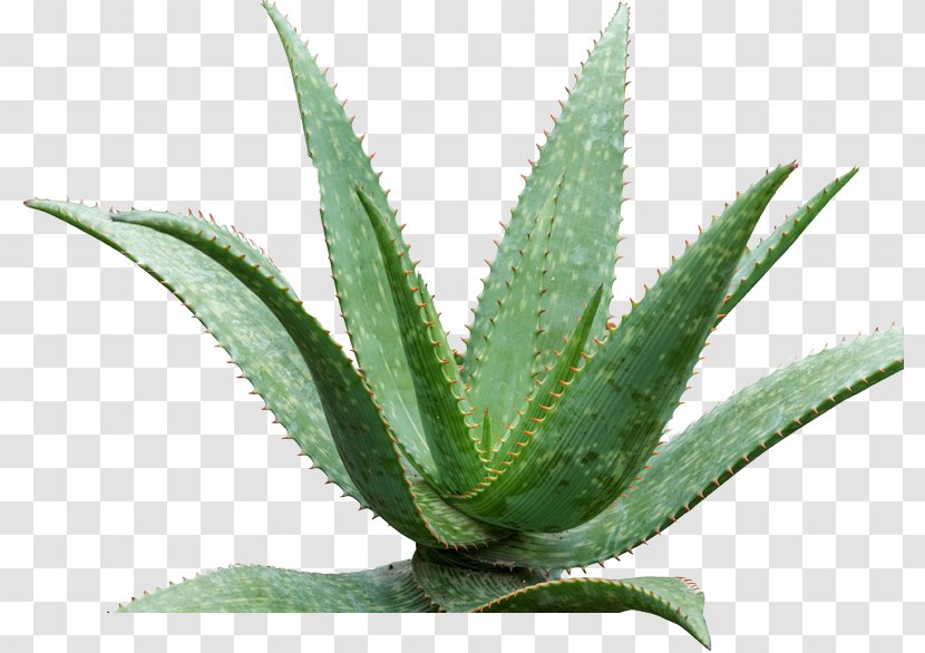 Aloe Vera Queen Victoria Agave Azul Medicinal Plants - Leaf - Plant Transparent PNG