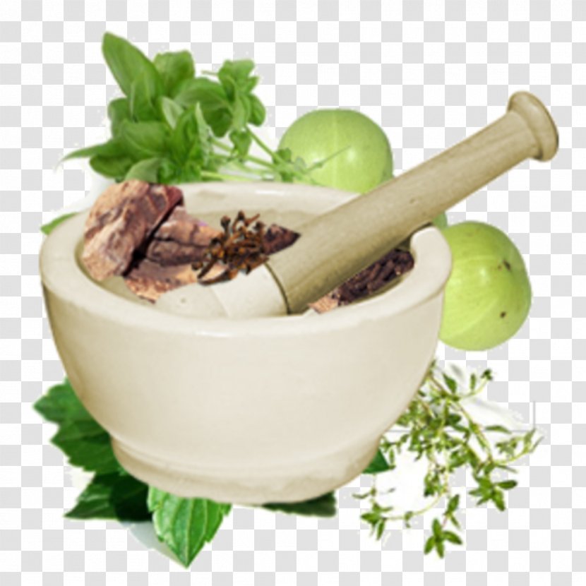 Bachelor Of Ayurveda, Medicine And Surgery Therapy Alternative Health Services - Care - Herbal Transparent PNG