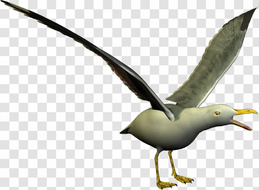 European Herring Gull Gulls Seabird Shorebirds - Bird - Seagull Transparent PNG