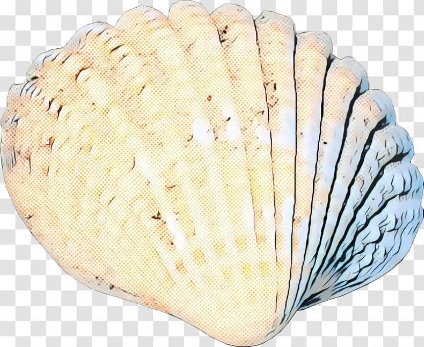 Color Background - Bivalve Shell Transparent PNG