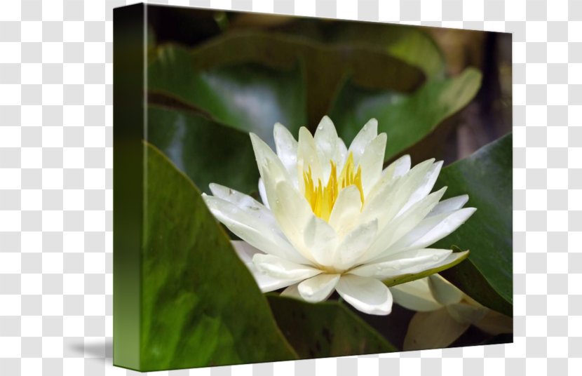 Nelumbo Nucifera Aquatic Plants Proteales Flower Gallery Wrap - Water Lilies Transparent PNG