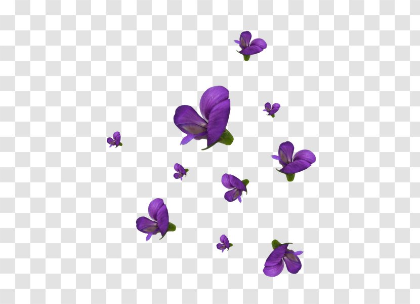 Violet Cut Flowers Petal Viola - Lilac Transparent PNG