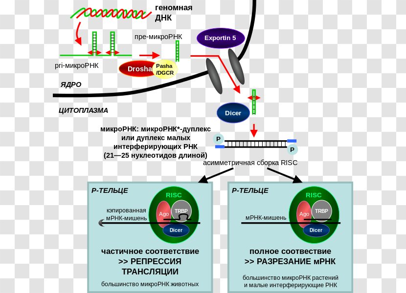 RNA Interference CRISPR Small Interfering MicroRNA - Crispr - Microrna ...