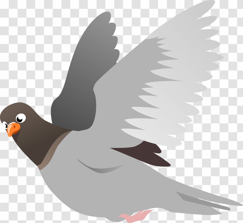 English Carrier Pigeon Homing Columbidae Bird Clip Art - Pigeons And Doves Transparent PNG