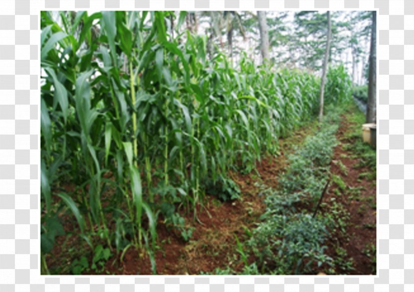 Cibunar Cash Crop Plantation Agriculture Agricultural Land - Field - Kerja Bakti Transparent PNG