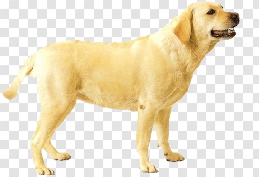 Golden Retriever Labrador Ancient Dog Breeds Companion - Wall Decal Transparent PNG