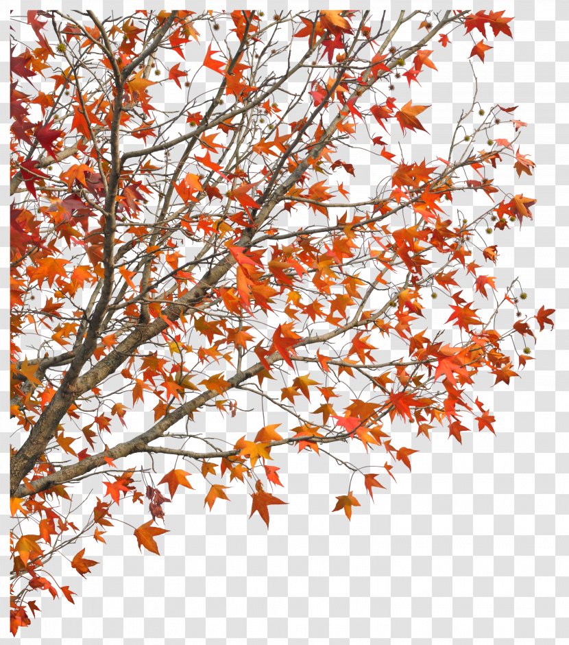 Demaotang Tree Maple Hotel - Branch - Red North American Transparent PNG