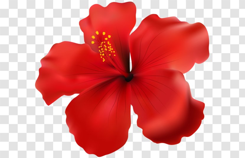 Shoeblackplant Clip Art - Red - Hibiscus Transparent PNG