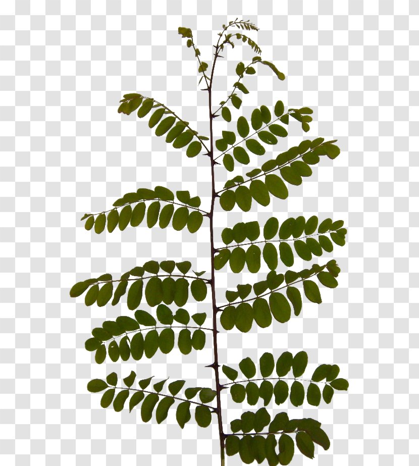 Twig Leaf Acacia Branch Plants - Flora Transparent PNG
