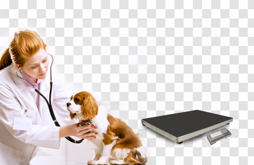 Cavalier King Charles Spaniel Veterinarian Veterinary Medicine Cat - Disease - Weighing-machine Transparent PNG