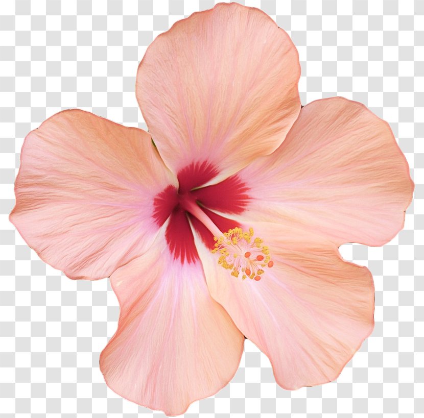 Flowers Background - Rosemallows - China Rose Mallow Family Transparent PNG