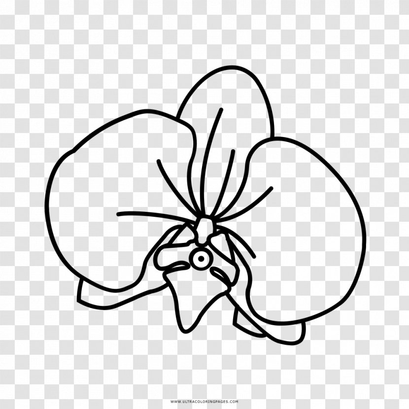 Drawing Orchids Black And White Coloring Book Cattleya Schilleriana - Cartoon - Orchidea Transparent PNG