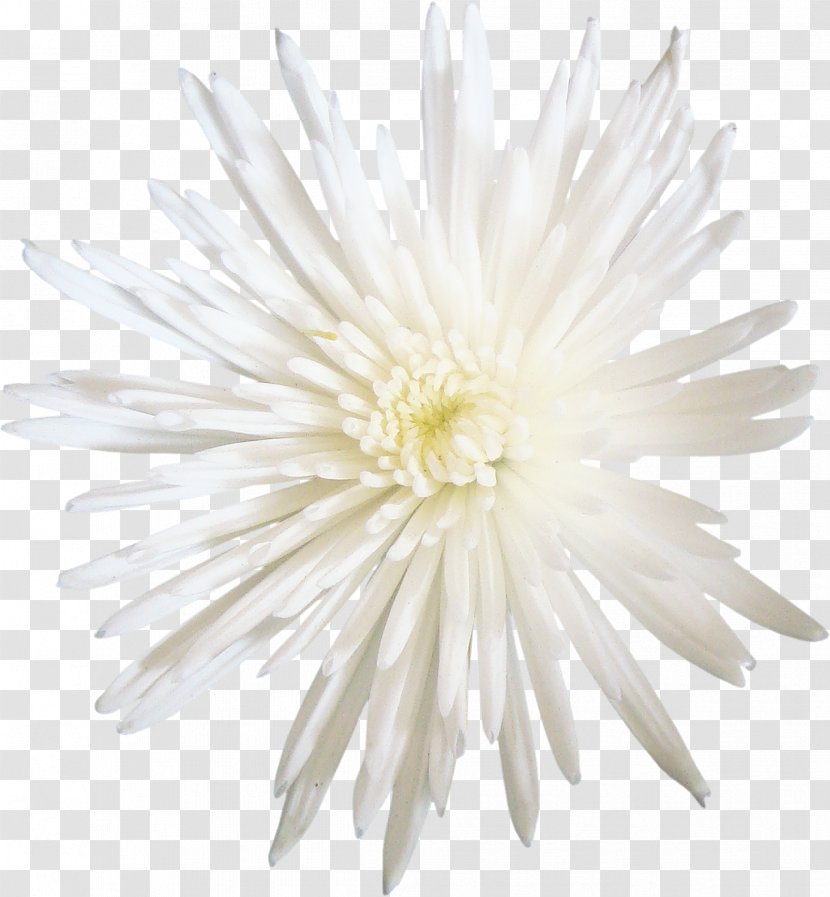 Chrysanthemum Transvaal Daisy Aster Dahlia Cut Flowers - Flower Transparent PNG