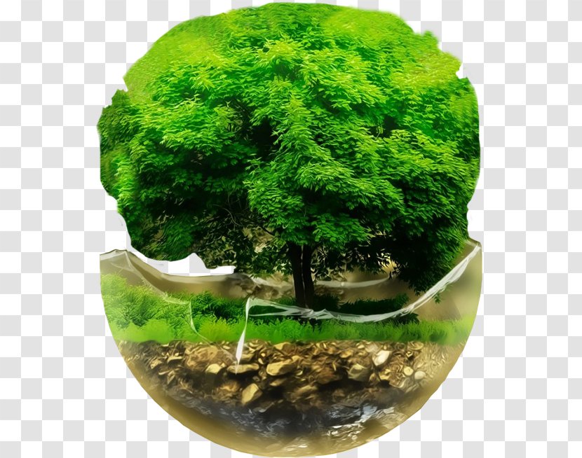 Desktop Wallpaper Bonsai Tree 16:9 Mobile Phones - Landscaping Transparent PNG