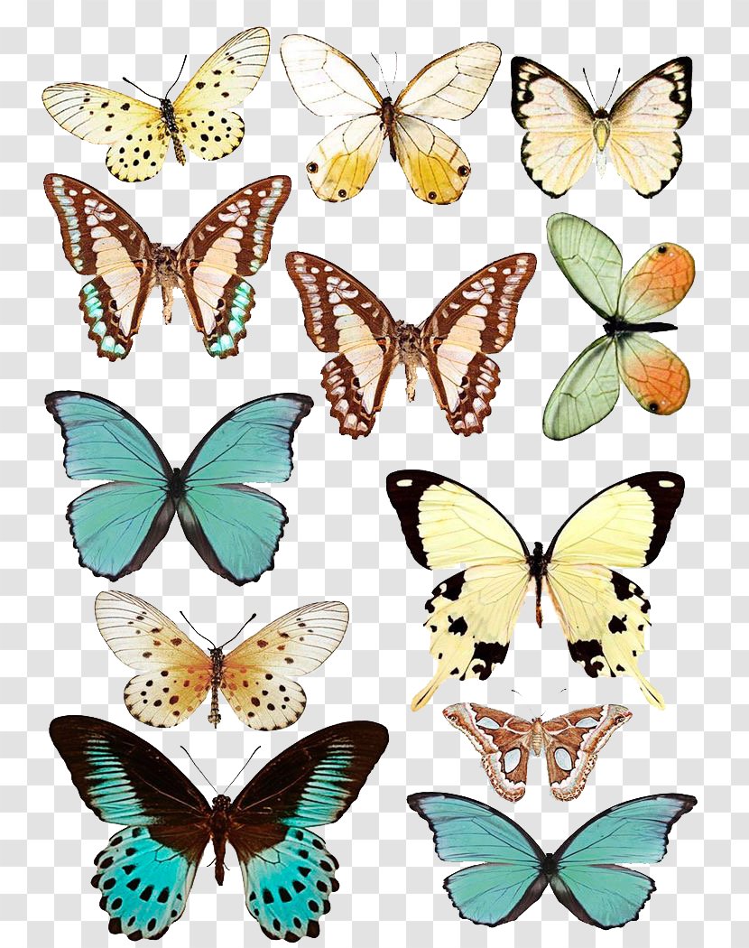 Butterfly Paper Scrapbooking Drawing - Art Transparent PNG