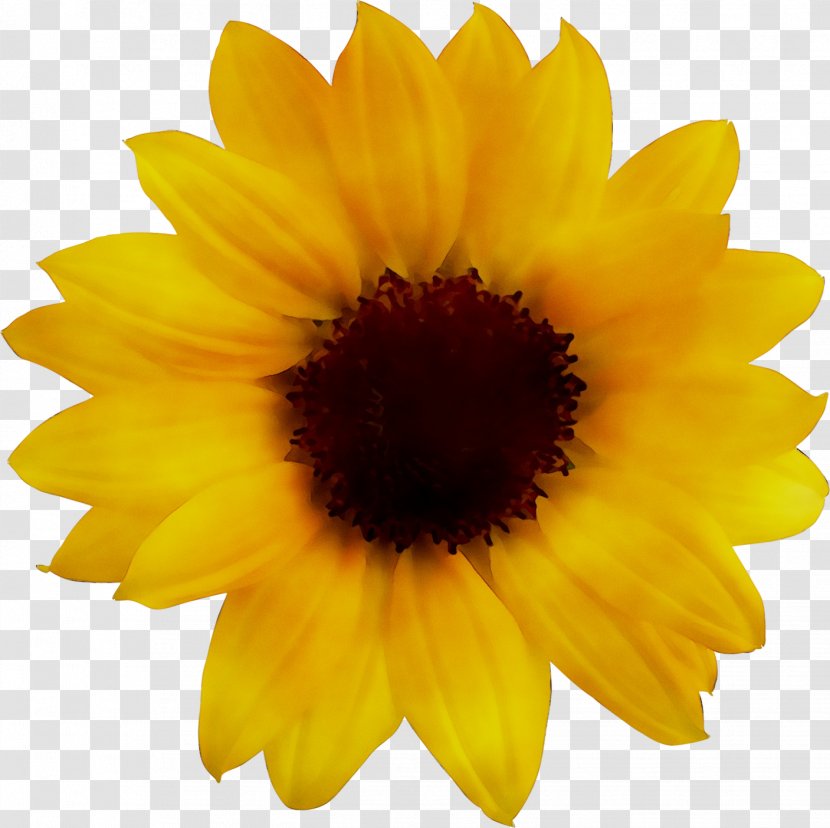 Clip Art Common Sunflower Image Beistle S50276AZ4 4 Piece Fans - Gerbera - Plant Transparent PNG
