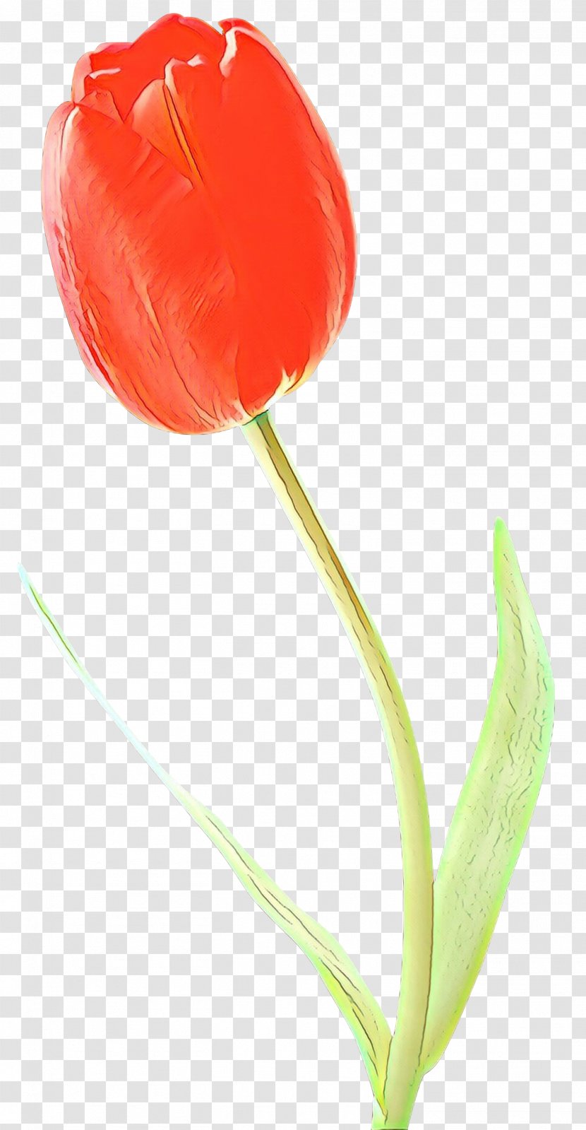Flowers Background - Cut - Lily Family Anthurium Transparent PNG