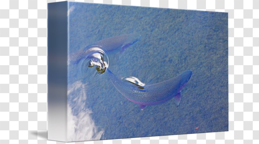 Dolphin Water Fish .cf - Marine Mammal - Surface Transparent PNG