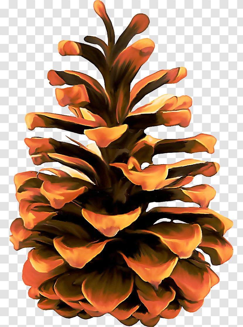 Orange - Sugar Pine - Oregon Flower Transparent PNG