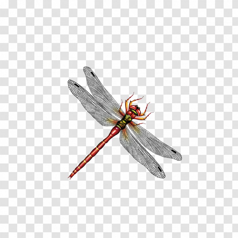 Dragonfly Insect Computer File Transparent PNG