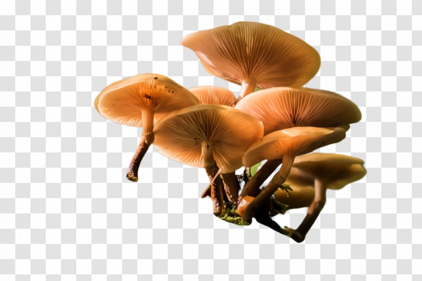 Mushroom Agaricomycetes Oyster Fungus Edible - Agaricus Medicinal Transparent PNG