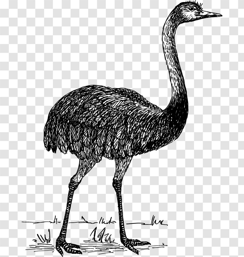 Flightless Bird Common Ostrich Rhea - Monochrome - Vector Transparent PNG