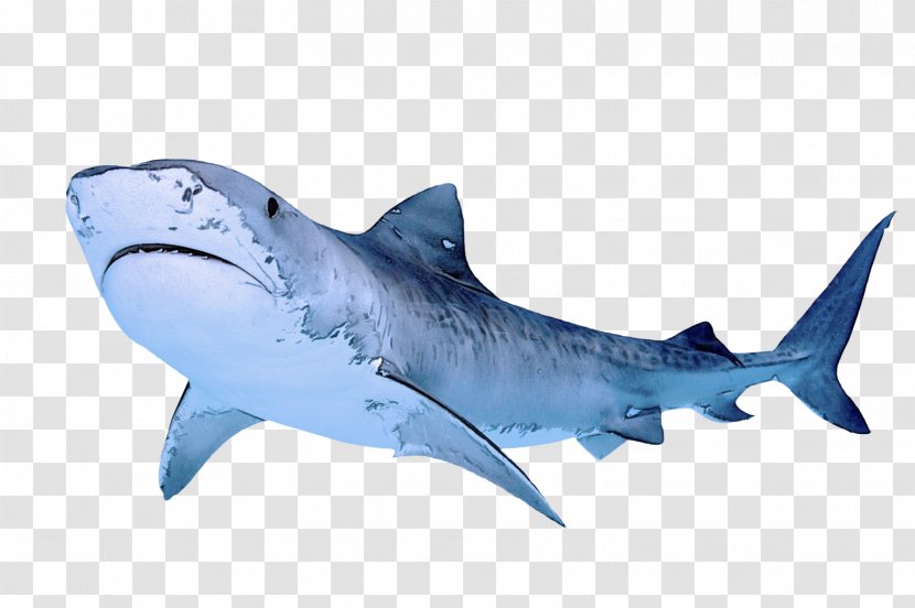 Shark - Fish - Carcharhiniformes Fin Transparent PNG