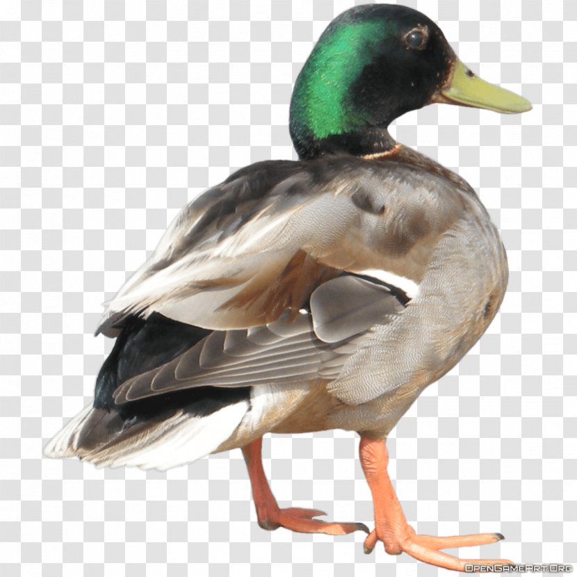 Duck Hunt Donald Donna - Mallard - Image Transparent PNG
