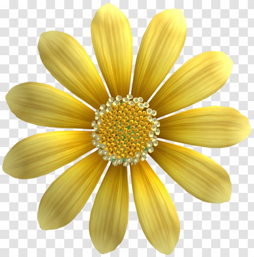 Yellow Sunflower Seed Gold Common - Chrysanthemum Transparent PNG