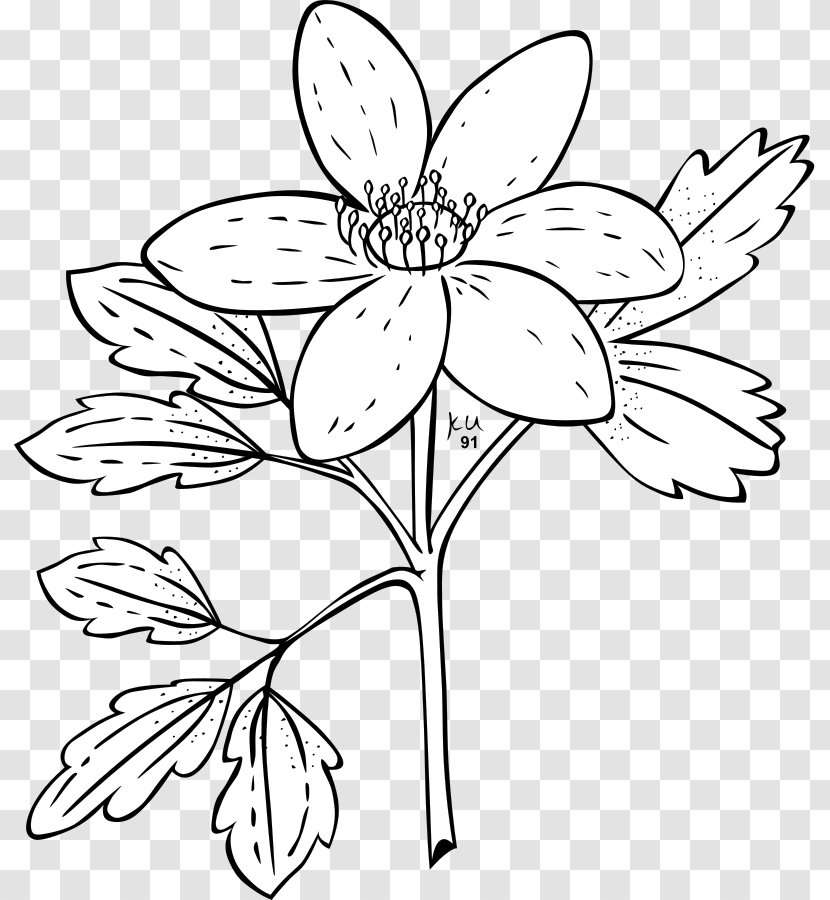 Anemone Canadensis Nemorosa Japanese Coloring Book Clip Art Transparent PNG