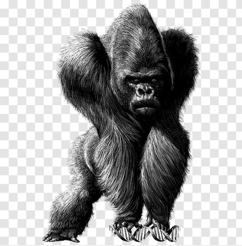 Spain Chile Drawing Satire Illustration - Monochrome - Sketch Orangutan Transparent PNG