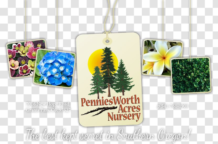 Penniesworth Acres Nursery Deodar Cedar Tree Evergreen Coast Redwood - Christmas Ornament Transparent PNG