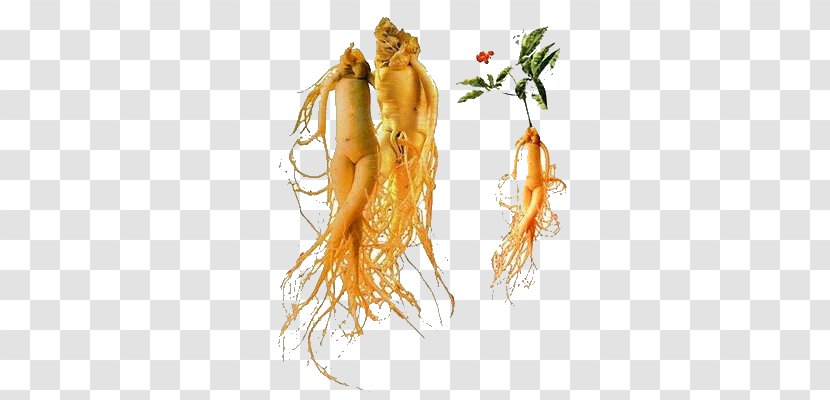 American Ginseng Asian Ginsenoside Siberian Root - Carrot - Health Transparent PNG