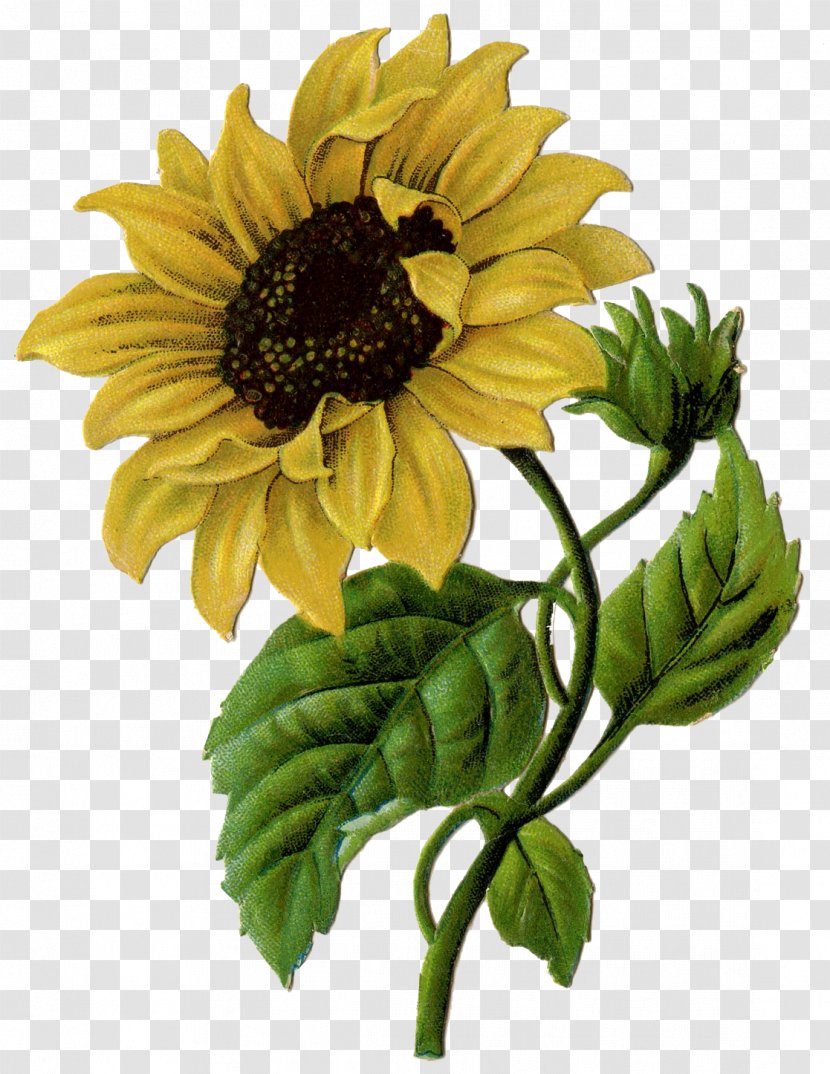 Clip Art Drawing Sunflower Free Content - Plant - Rose Transparent PNG
