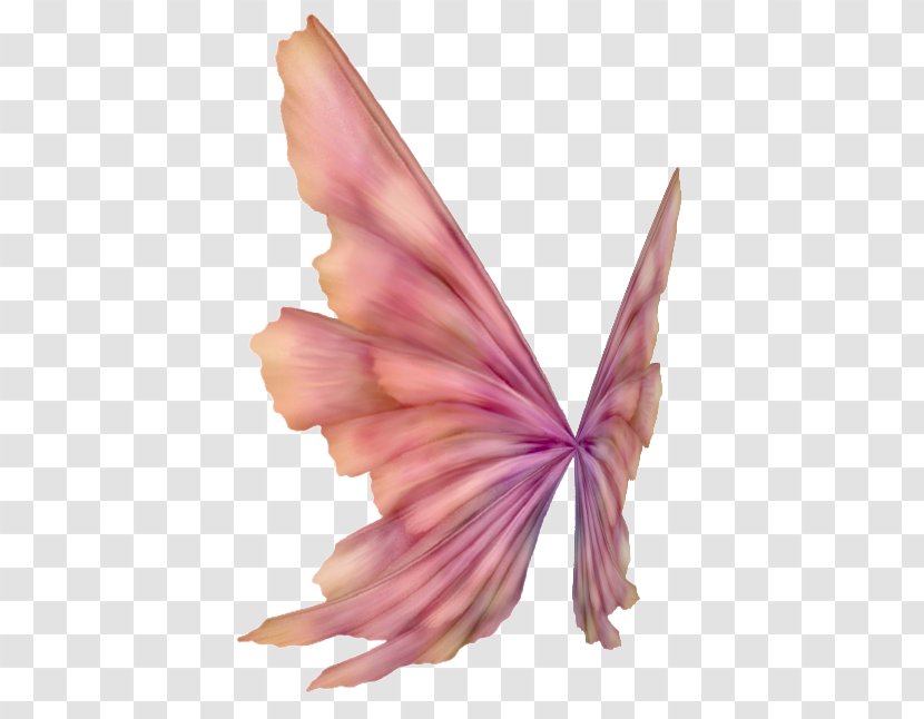 Blog Feather TinyPic - Pink - Pollinator Transparent PNG