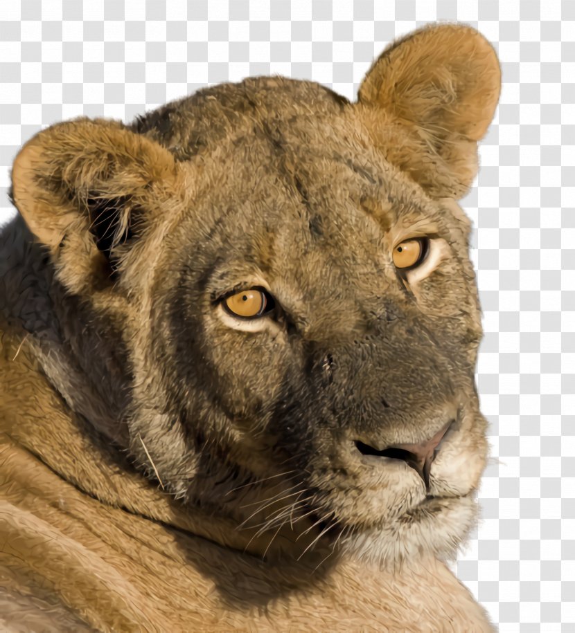 Lion Wildlife Terrestrial Animal Big Cats Snout - Masai Transparent PNG