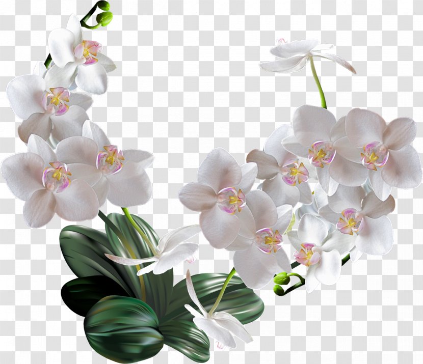 Moth Orchids Flower Woman - Orchid Transparent PNG