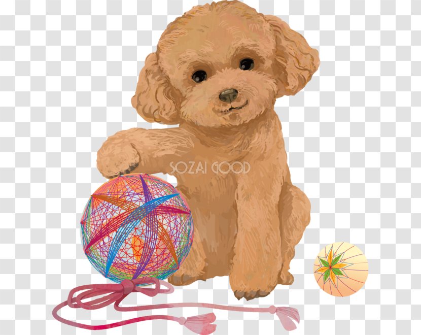 Toy Poodle Miniature Goldendoodle Cockapoo Spanish Water Dog - Sexagenary Cycle - Puppy Transparent PNG