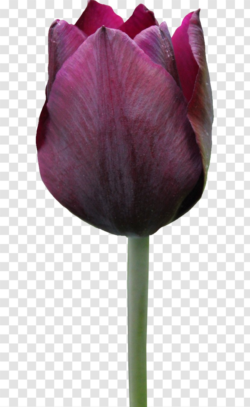 Tulip Display Resolution Flower - Image File Formats Transparent PNG