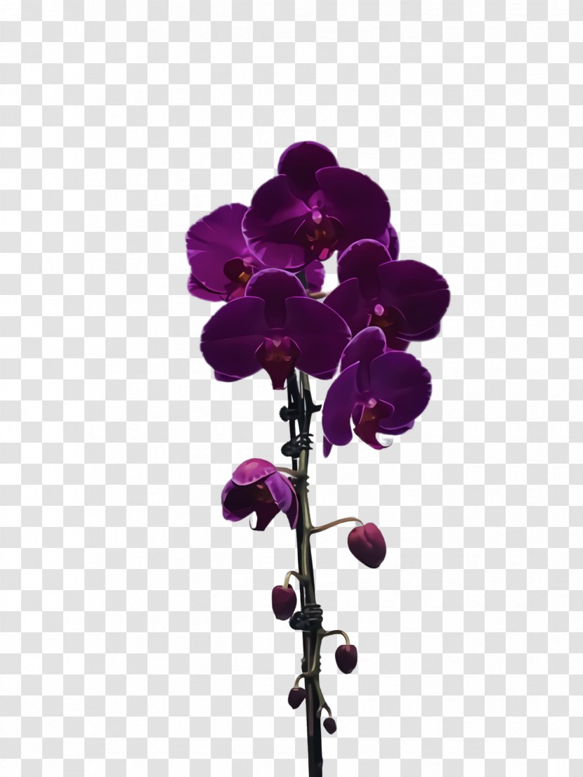 Flower Violet Purple Plant Flowering - Moth Orchid - Cut Flowers Transparent PNG