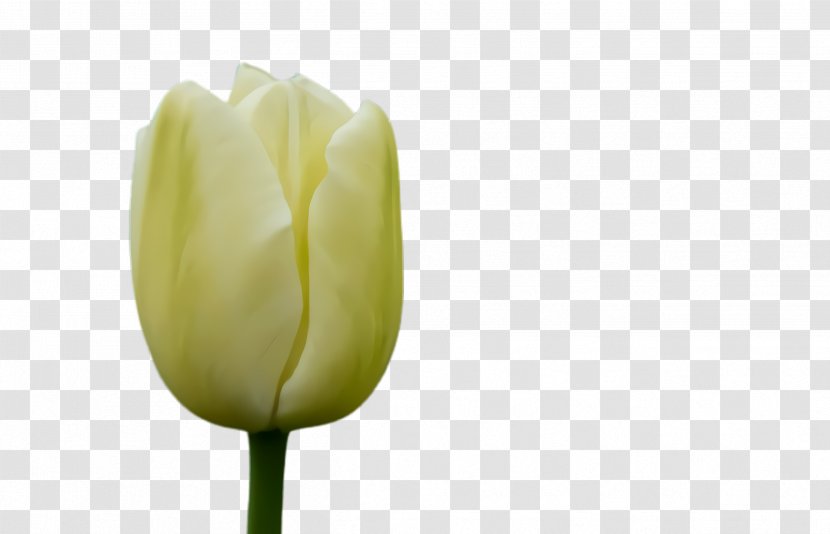 Lily Flower Cartoon - Tulip - Herbaceous Plant Family Transparent PNG